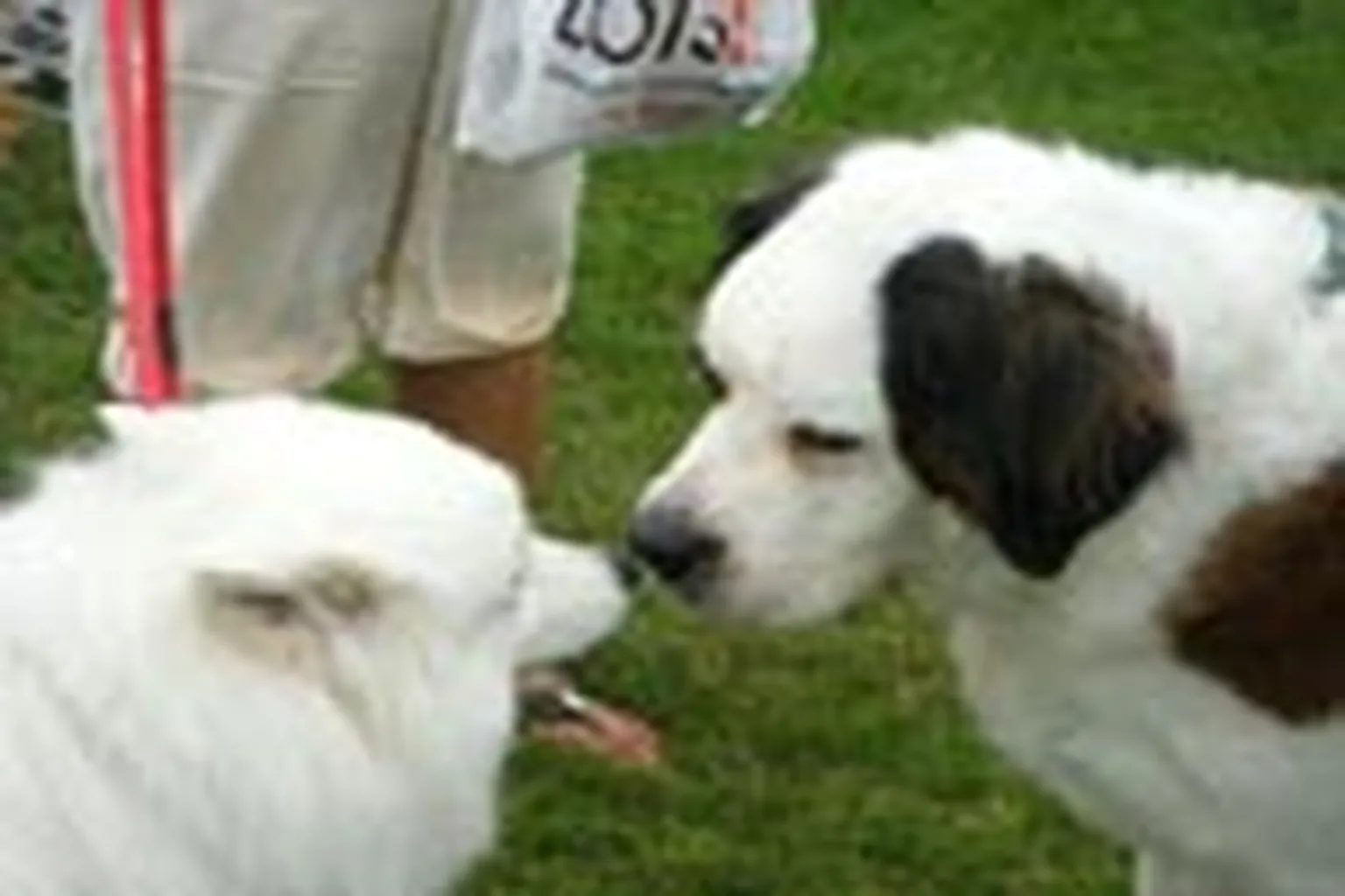 Lincoln Park Dog Park in Aurora, Illinois