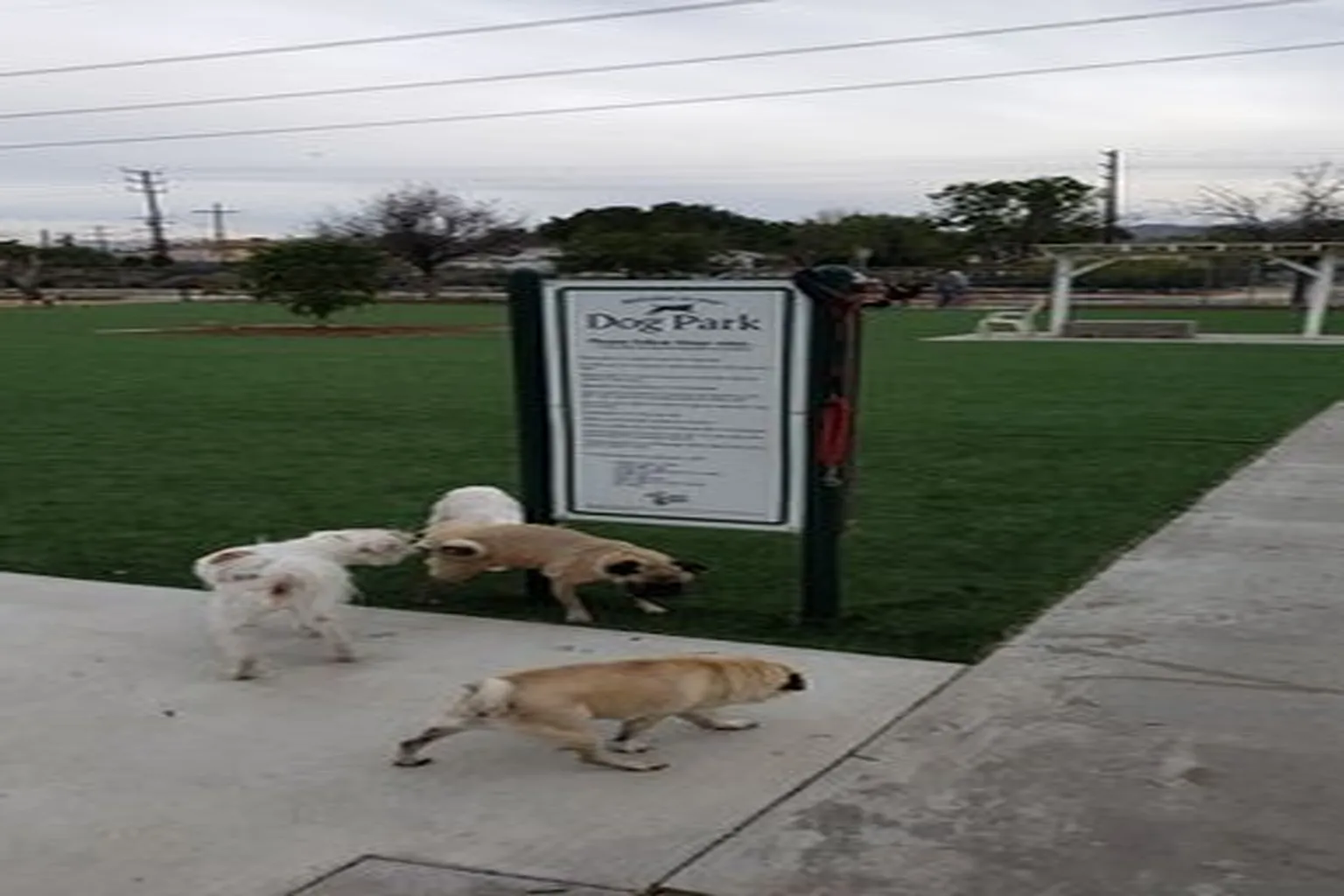 Whitnall Dog Park in North Hollywood, California