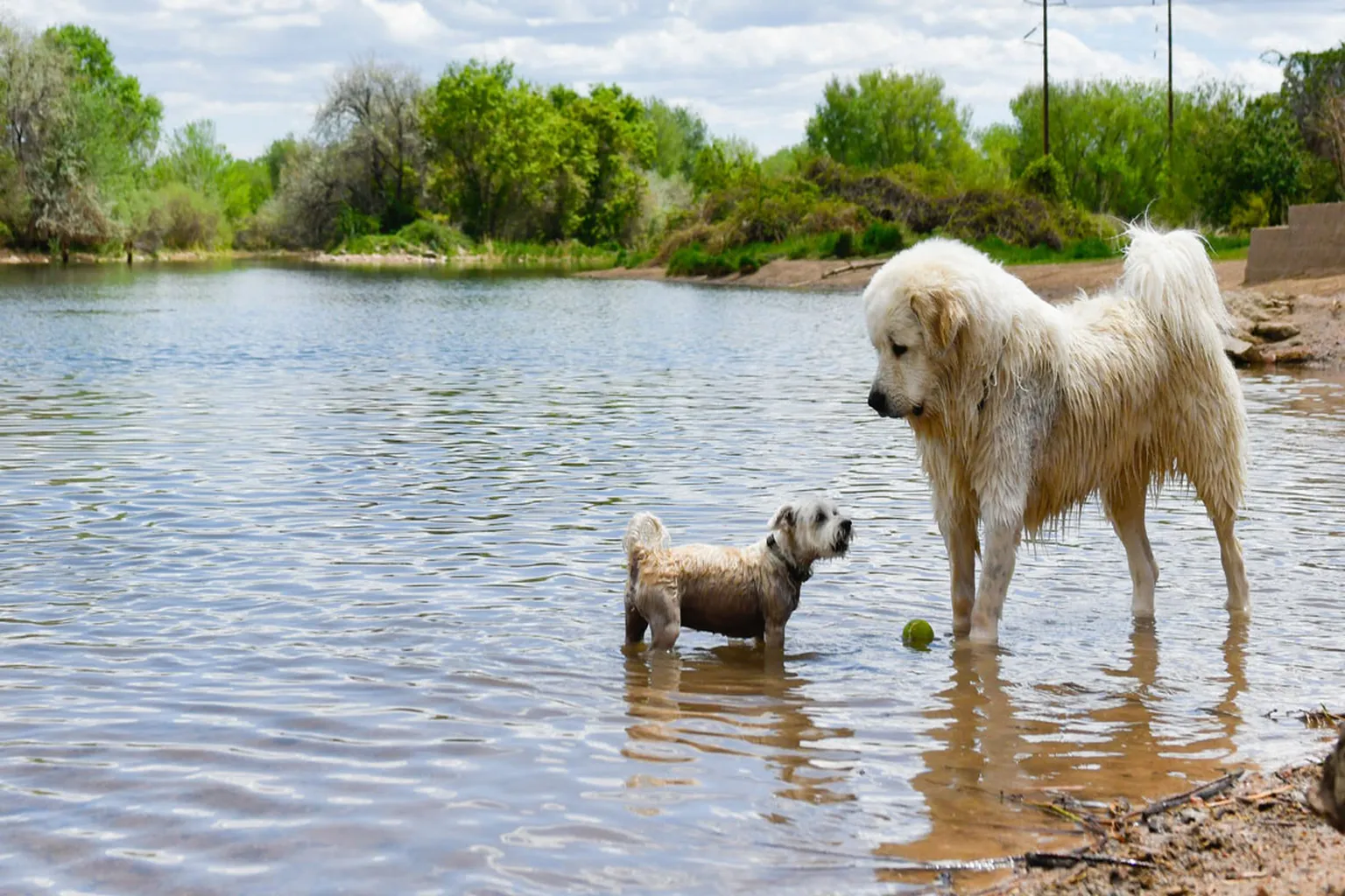 Centennial Park Off Leash Dog Area in Englewood, Colorado - Main Image