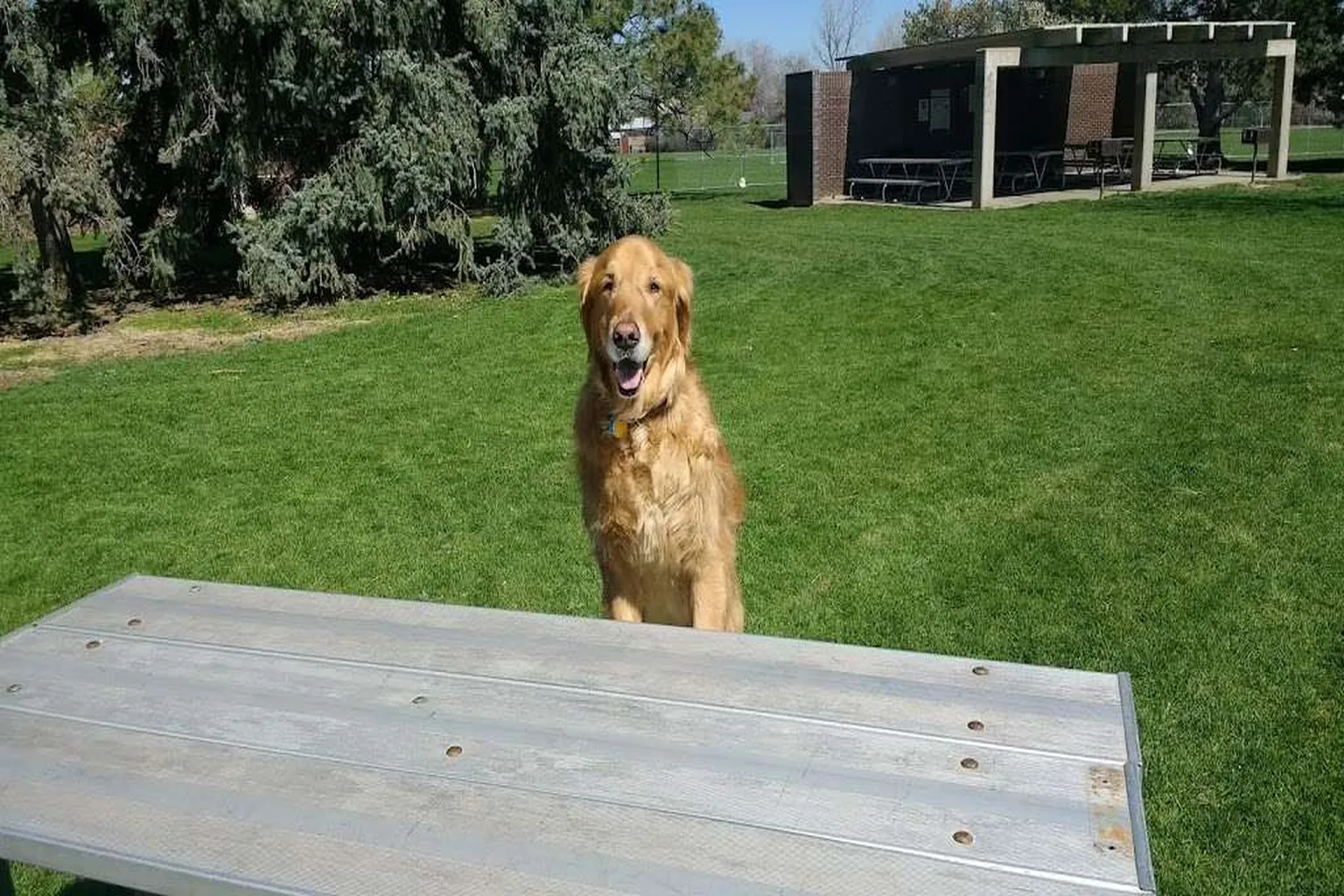 Jason Dog Park - Englewood in Englewood, Colorado