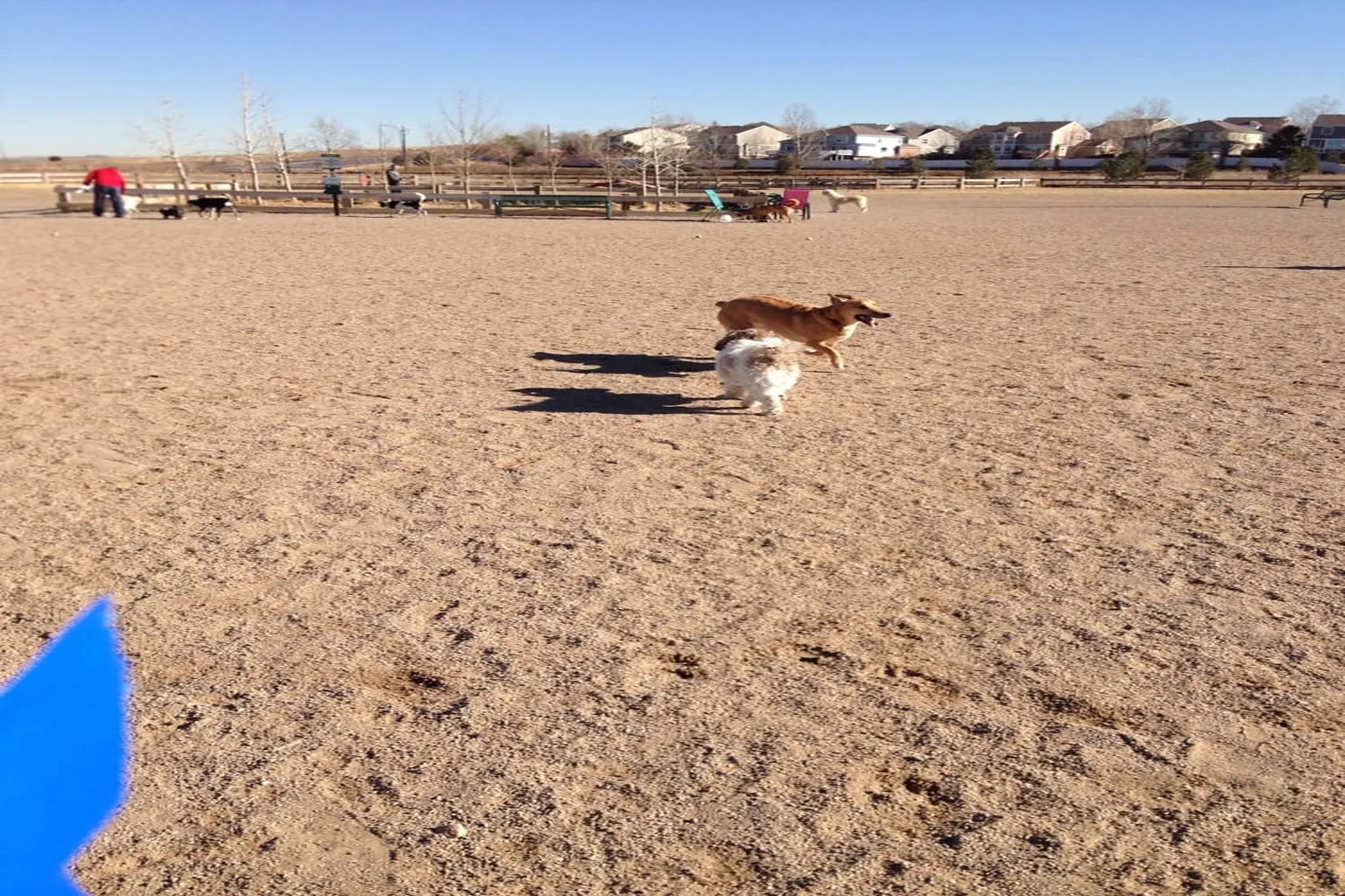 Big Dry Creek Dog Park in Westminster, Colorado