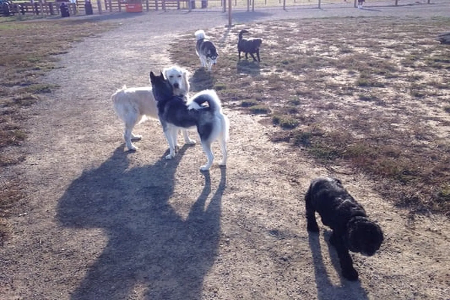 Trail Winds Dog Park - Thornton in Thornton, Colorado