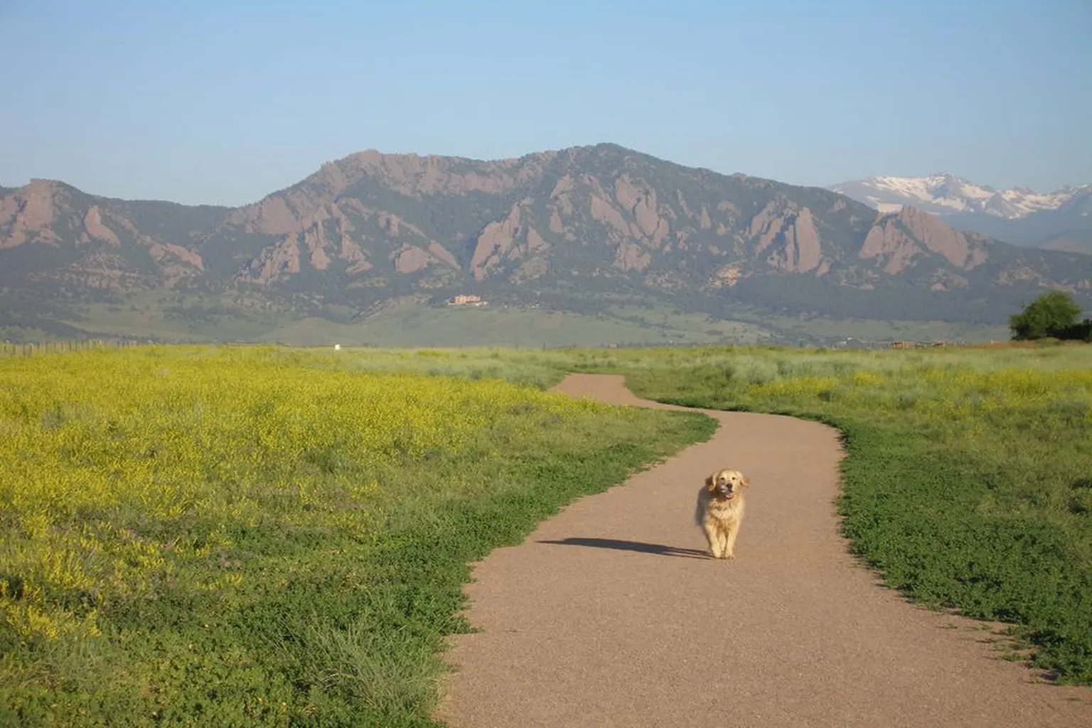 Davidson Mesa Open Space Dog Park in Louisville, Colorado