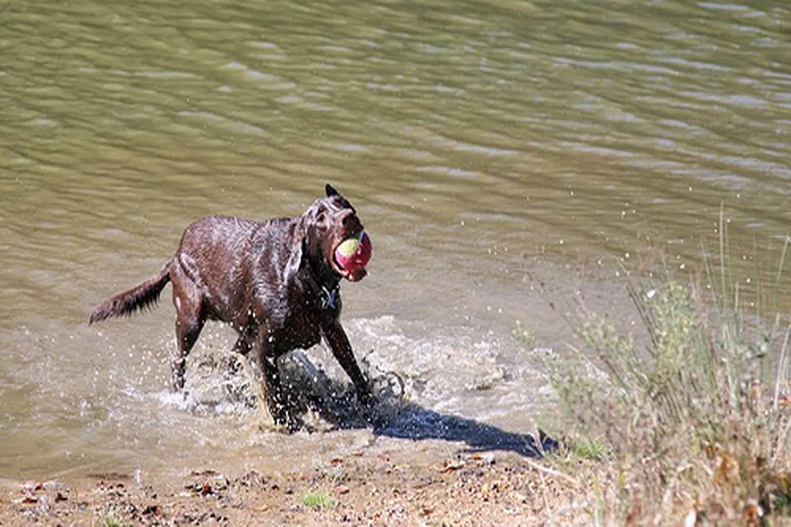 Lums Pond Dog Park in Delaware, Delaware - Main Image