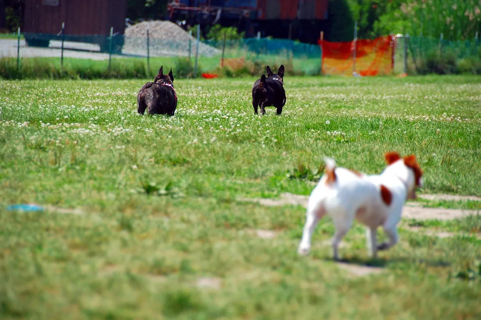 Ithaca Dog Park (Near Allan H. Treman Marina) in Ithaca, New York - Main Image
