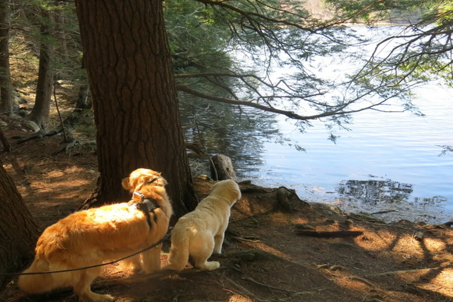 Vaughan Woods State Park in South Berwick, Maine