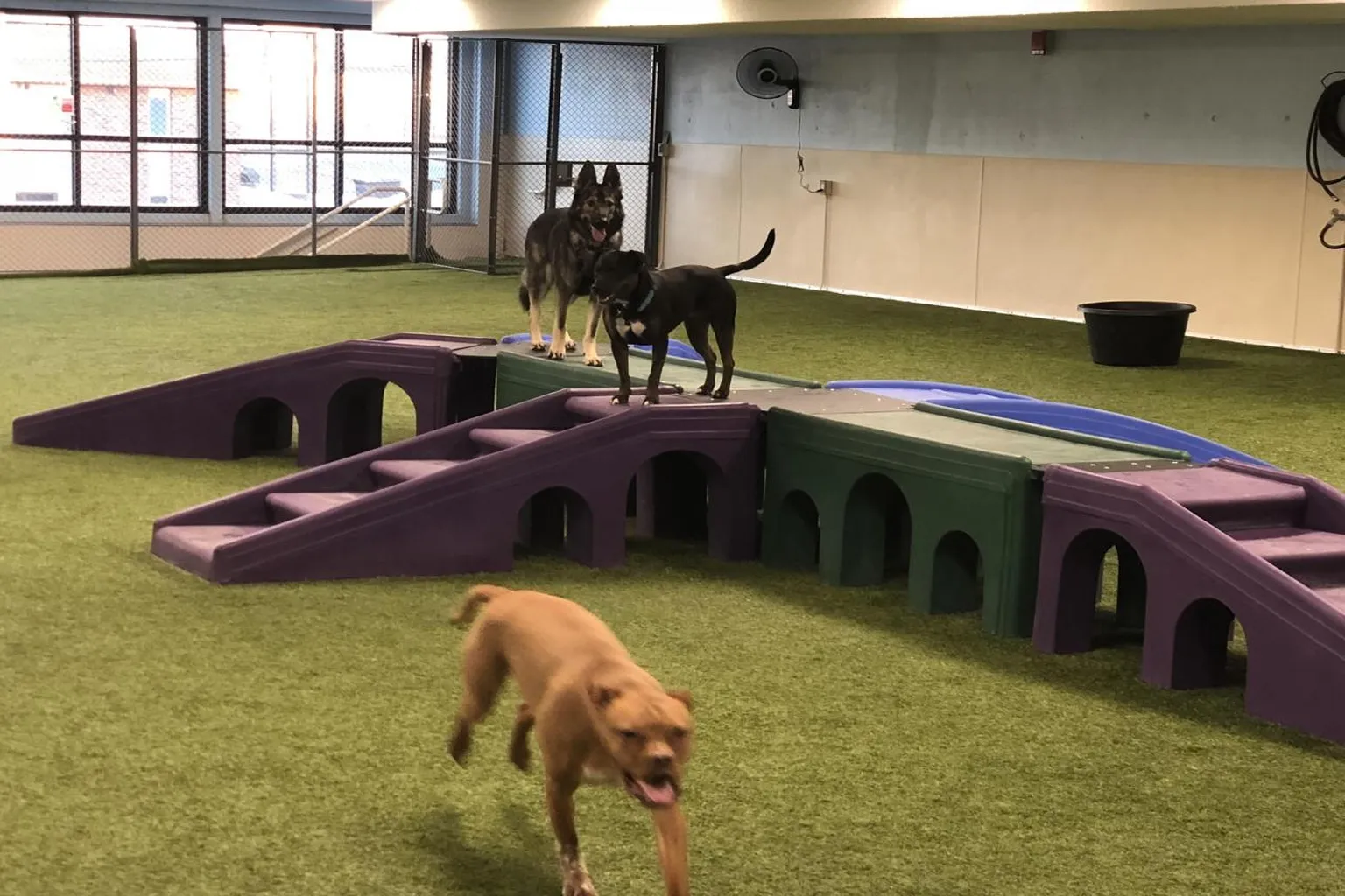 K9 Kingdom's Indoor Adventure Park in Wexford, Pennsylvania