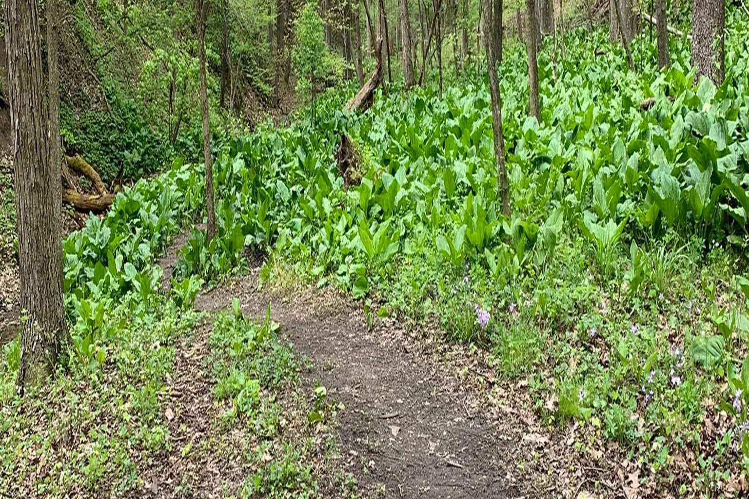 Bear Hollow Trail Off Leash Dog Area in Monroeville, Pennsylvania - Main Image