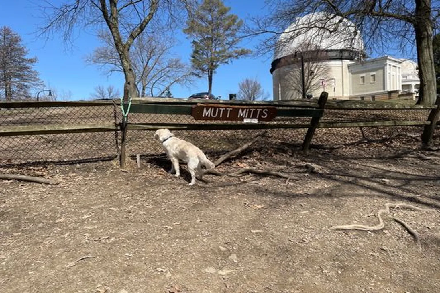 Riverview Dog Park in Pittsburgh, Pennsylvania