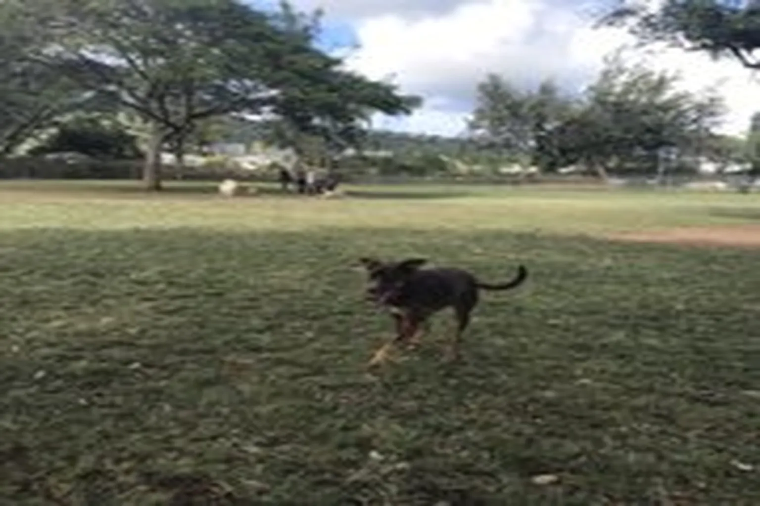 Hawaii Kai Dog Park in Honolulu, Hawaii