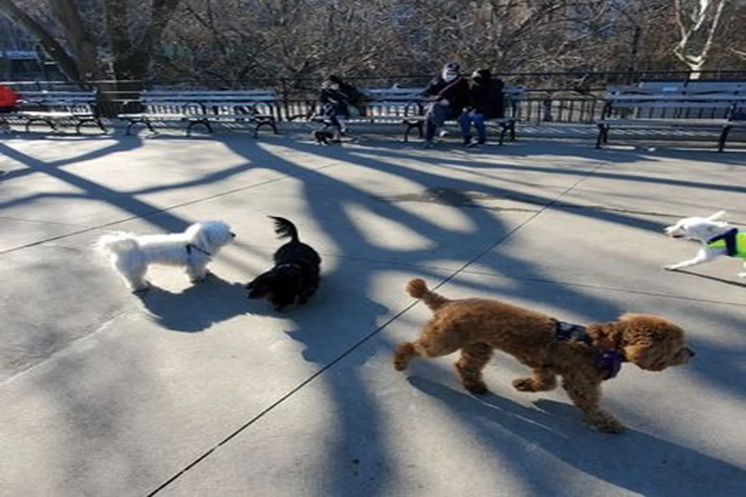 Carl Schurz Park Dog Run in New York, New York