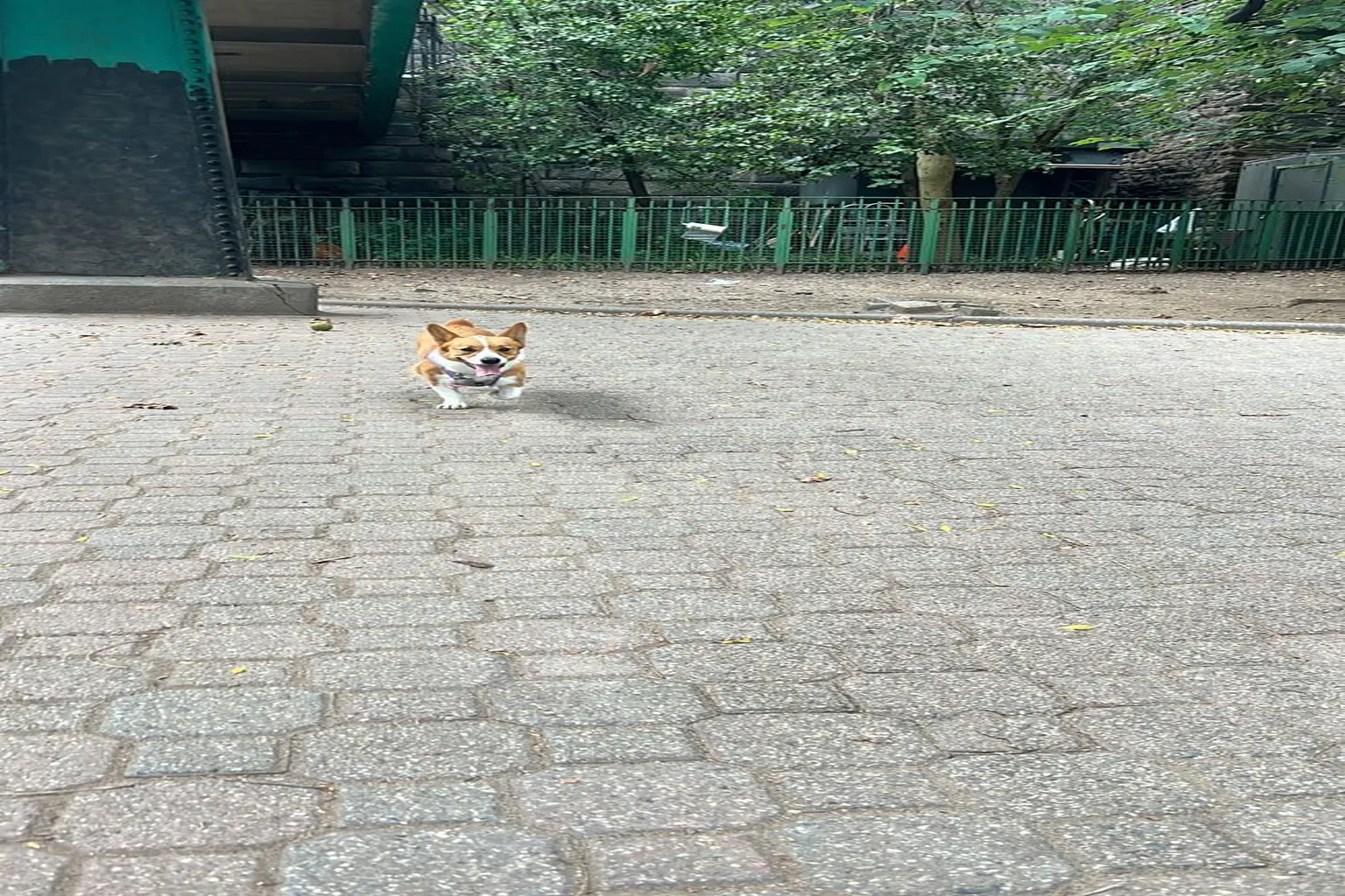Peter Detmold Park Dog Run in New York, New York