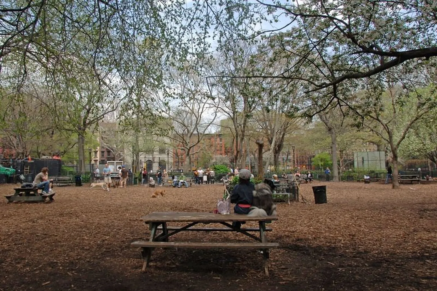 Tompkins Square Dog Park in New York City, New York