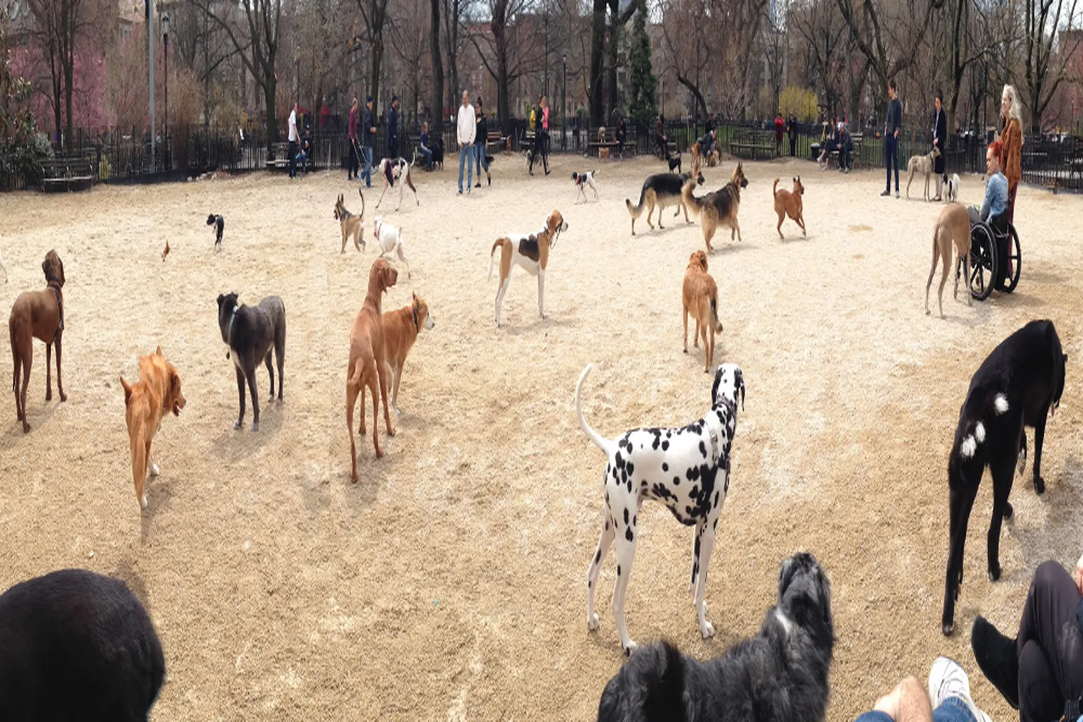 Tompkins Square Park Dog Run in New York, New York