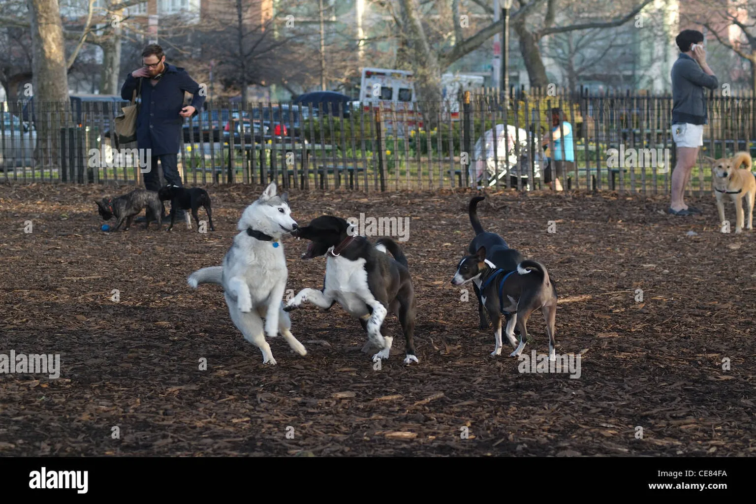 Mccarren Park Dog Run in Brooklyn, New York