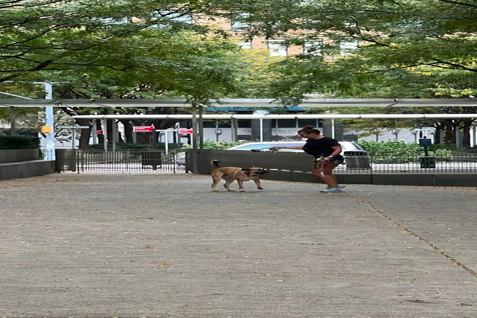 North End Avenue Islands Dog Park in New York City, New York