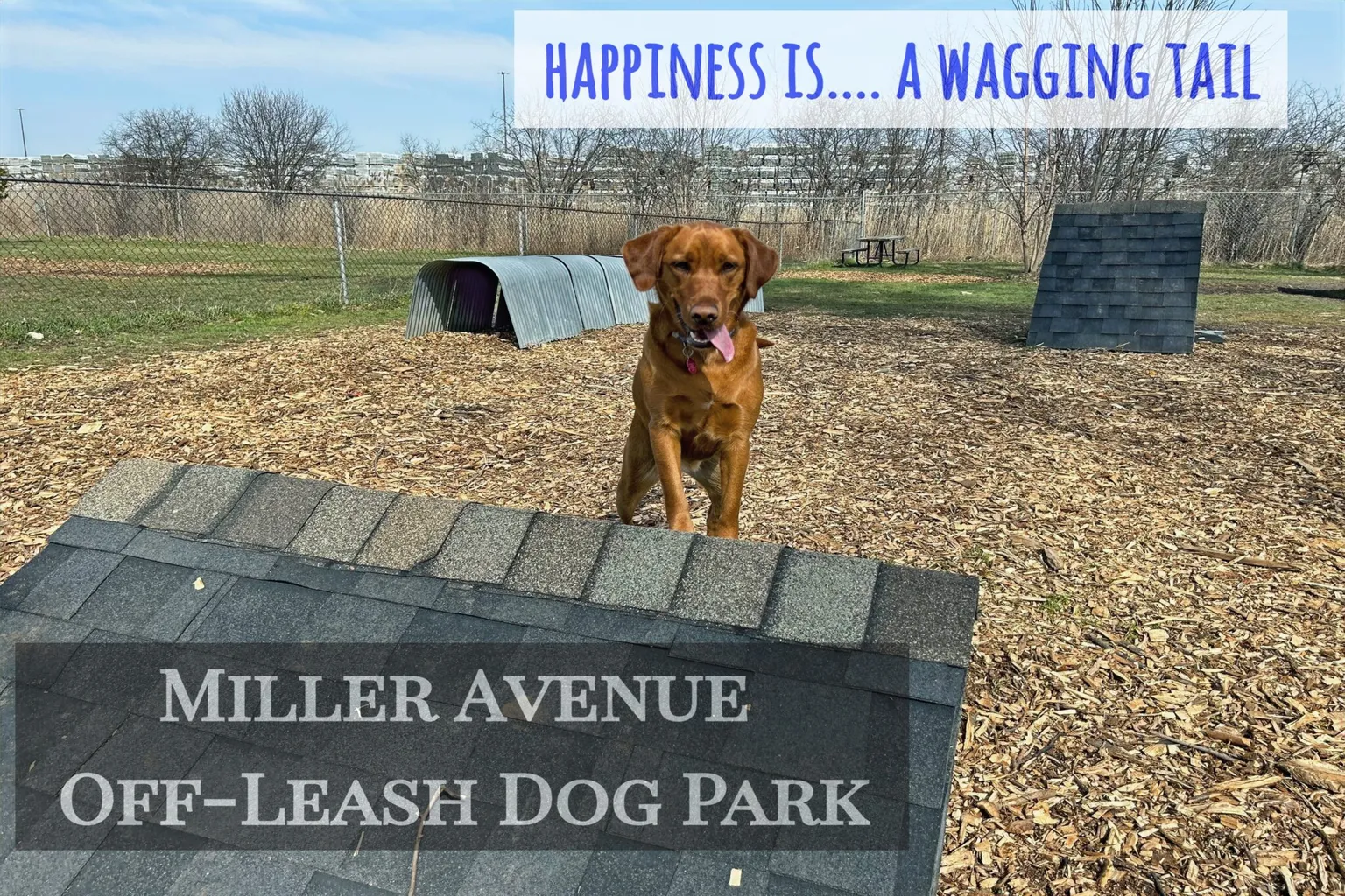 Herbert Von King Park Off Leash Dog Area in New York City, New York