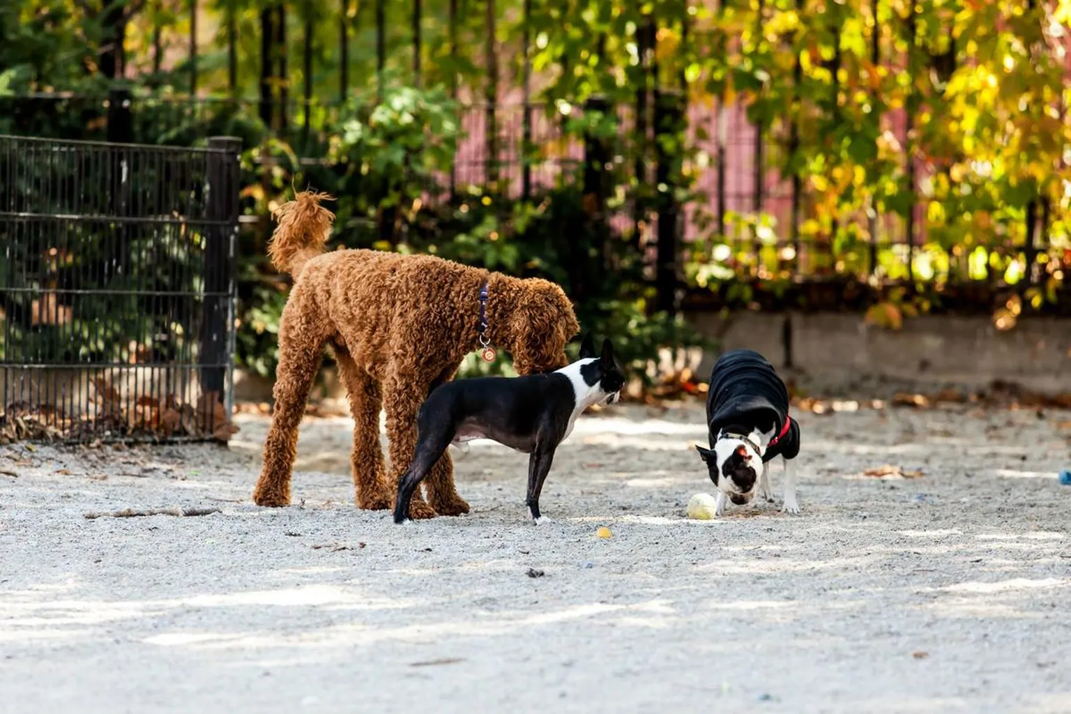 Dimattina Dog Park in New York City, New York