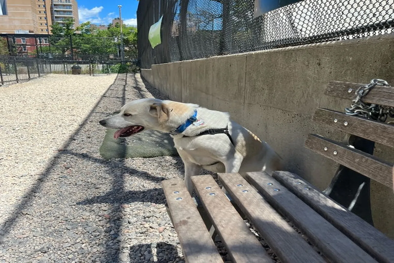 J J Byrne Memorial Dog Park in New York City, New York