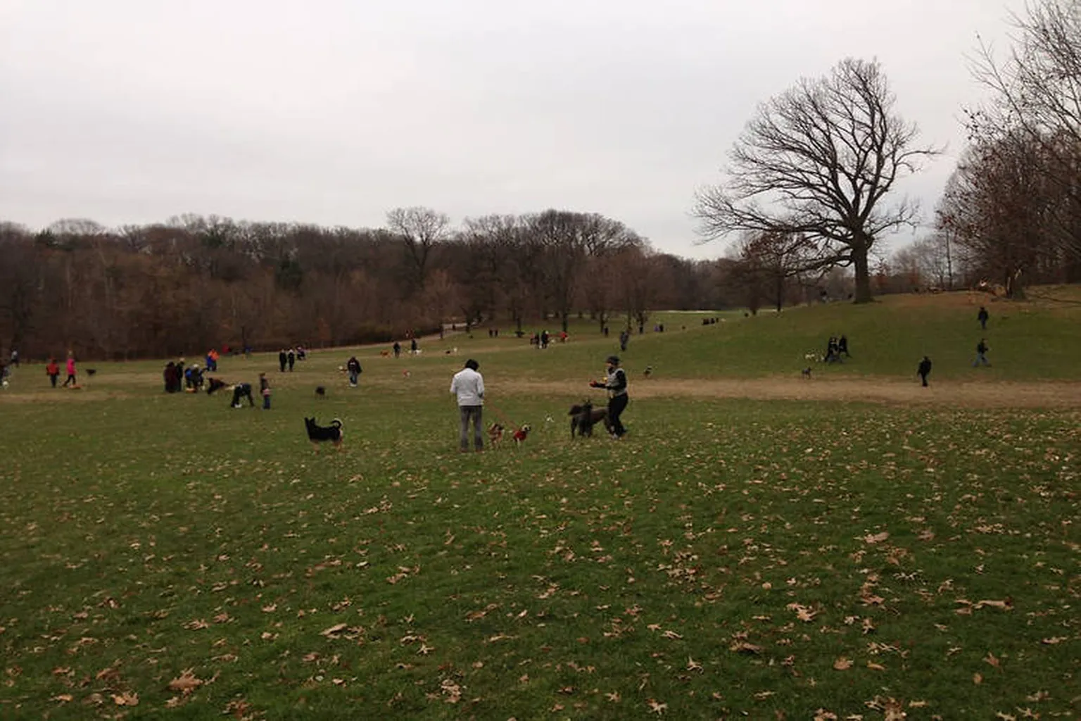 Mount Prospect Park Off Leash Dog Area in New York City, New York