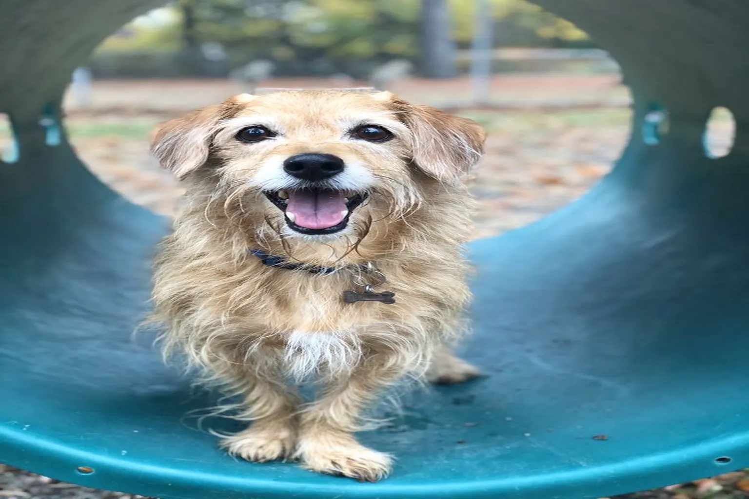 Watsessing Dog Park in Bloomfield, New Jersey