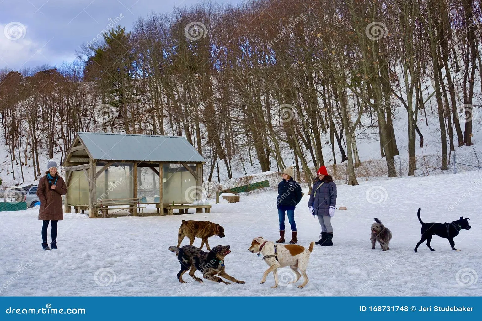 Valley Street Dog Park in Portland, Maine