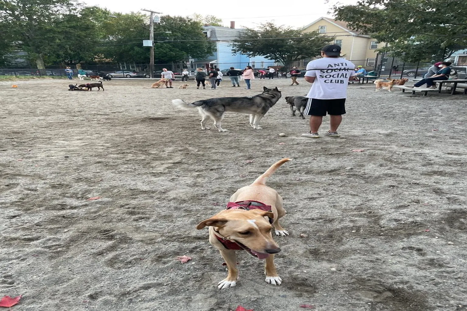 Nunziato Field Dog Park in Somerville, Massachusetts
