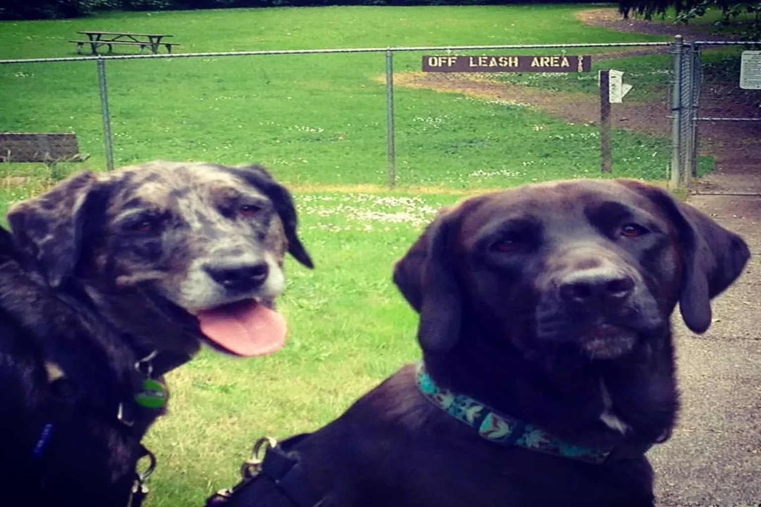 Eagledale Park Off-Leash Dog Park in Island, Washington