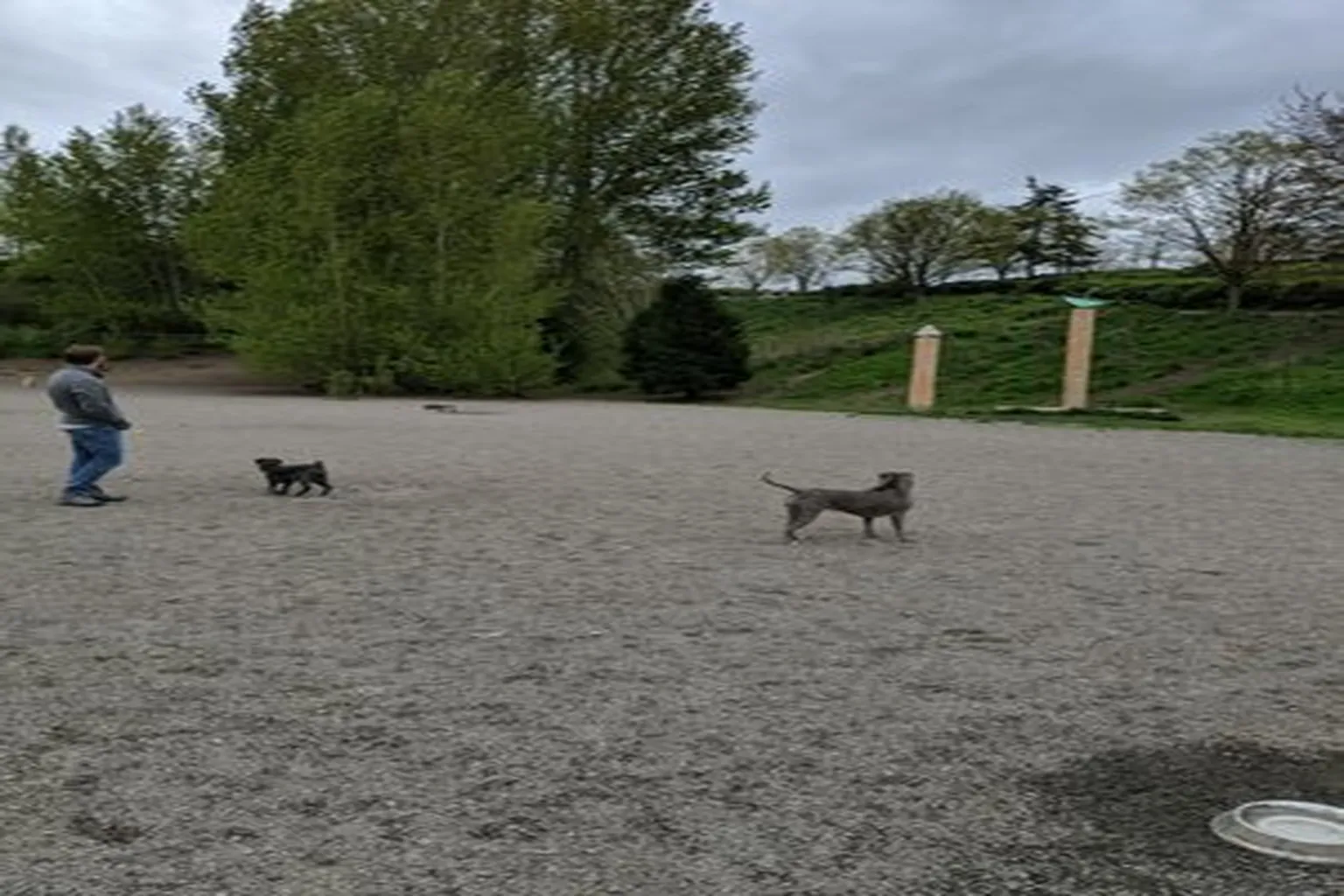 I-90 "Blue Dog Pond" Off-Leash Area in Seattle, Washington