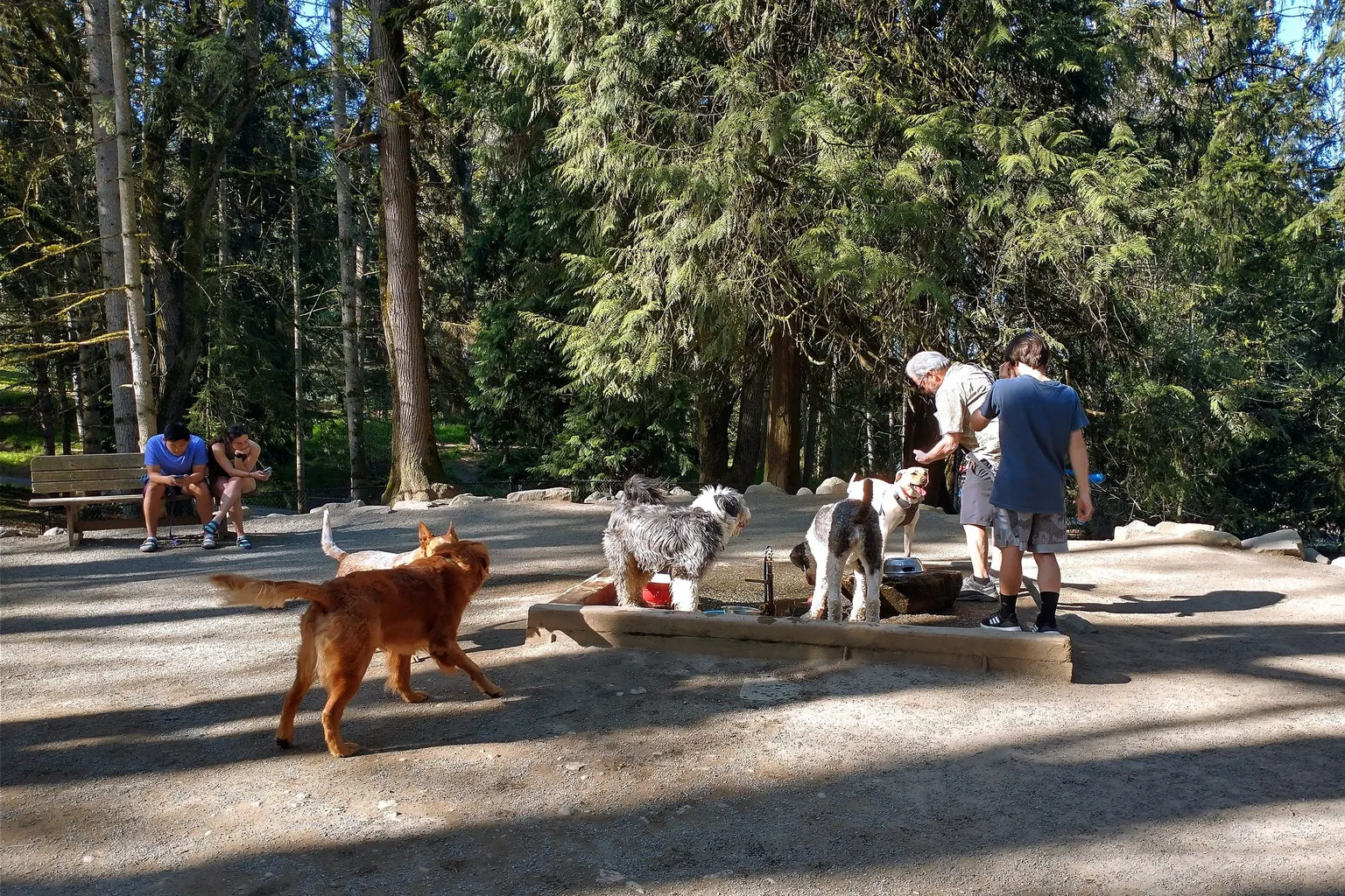 Woodland Park Off-Leash Area in Seattle, Washington