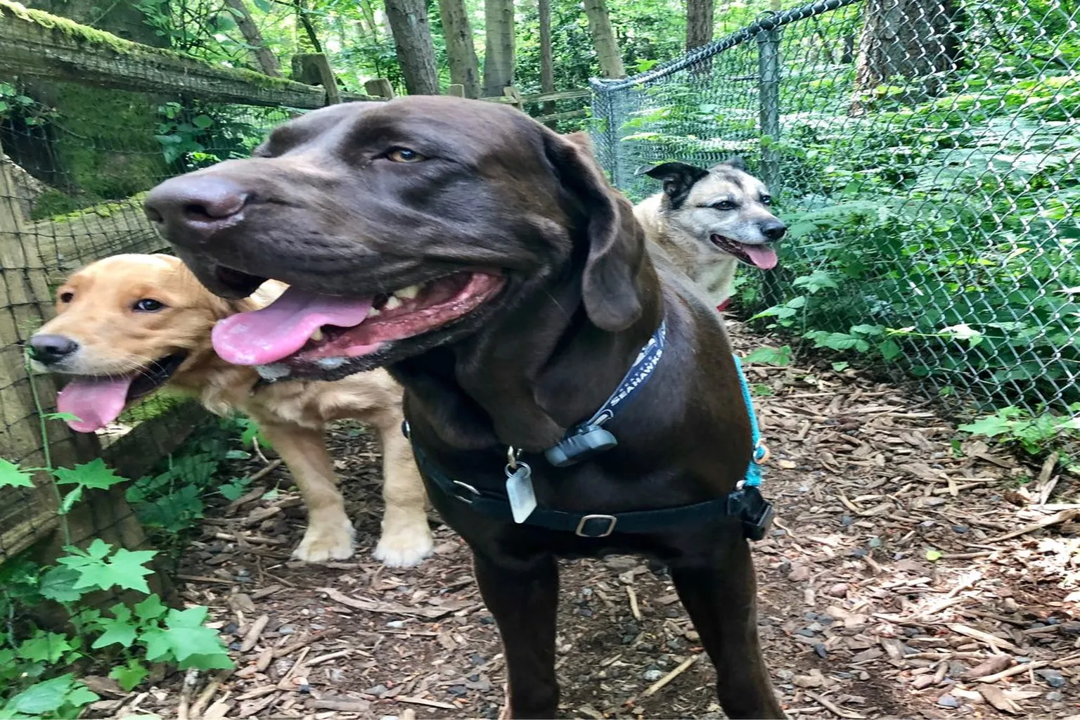 Northacres Park Off-Leash Area in Seattle, Washington