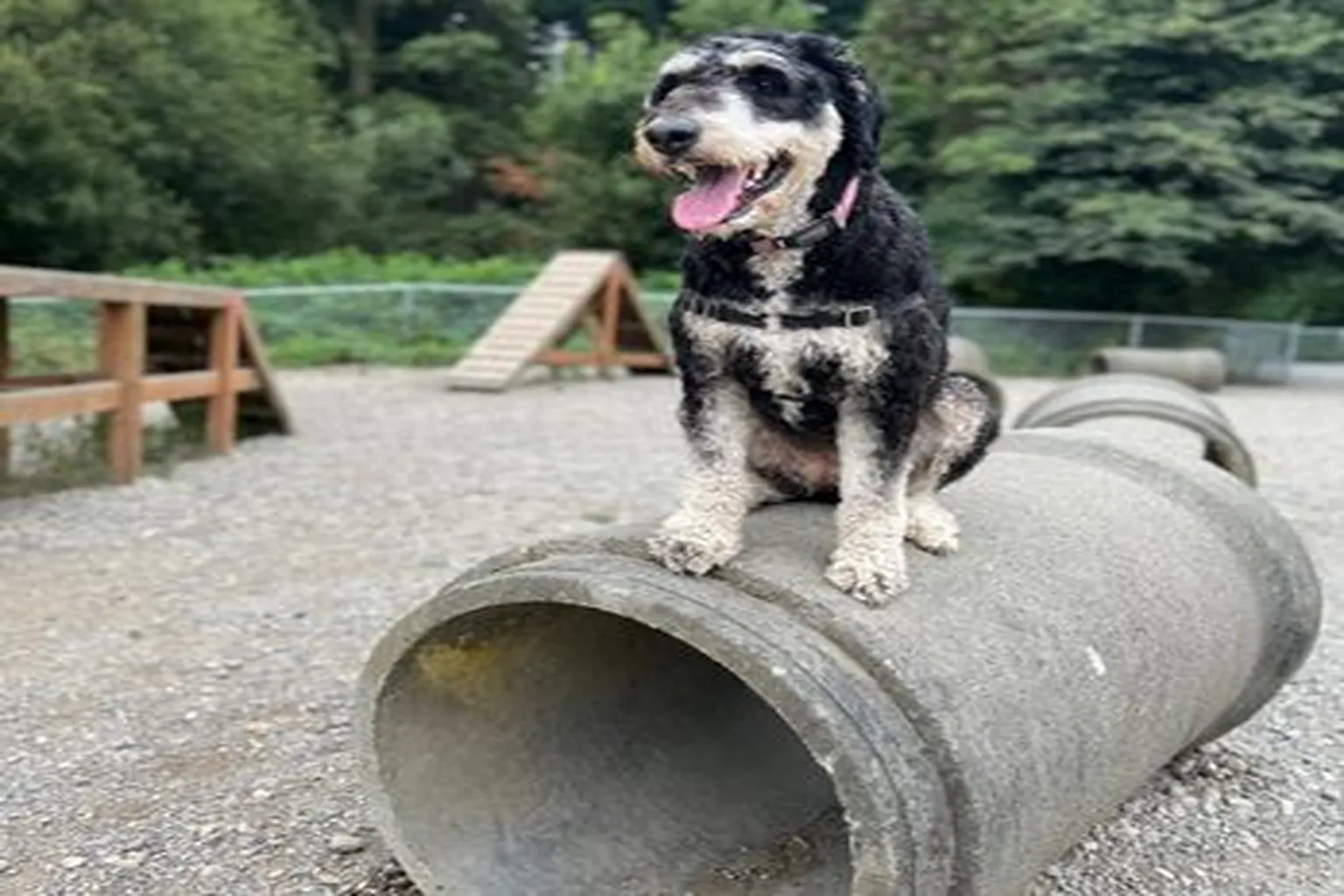 Westcrest Park in Seattle, Washington