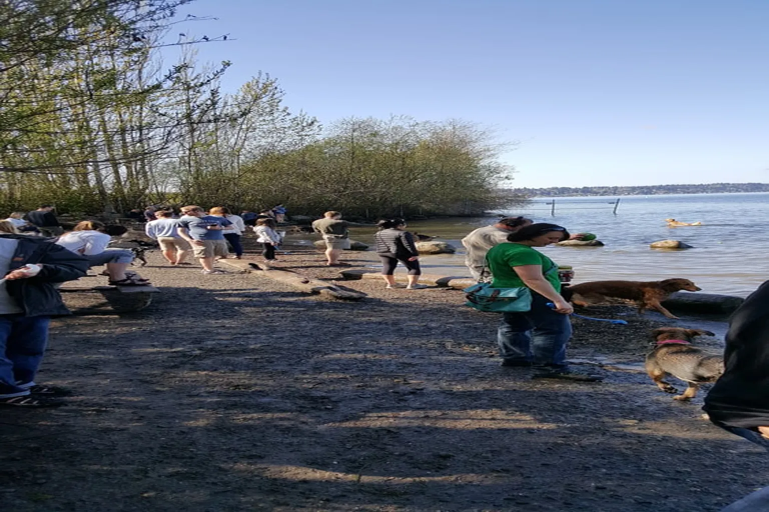 Sand Point Magnuson Park Dog Off-Leash Area in Seattle, Washington