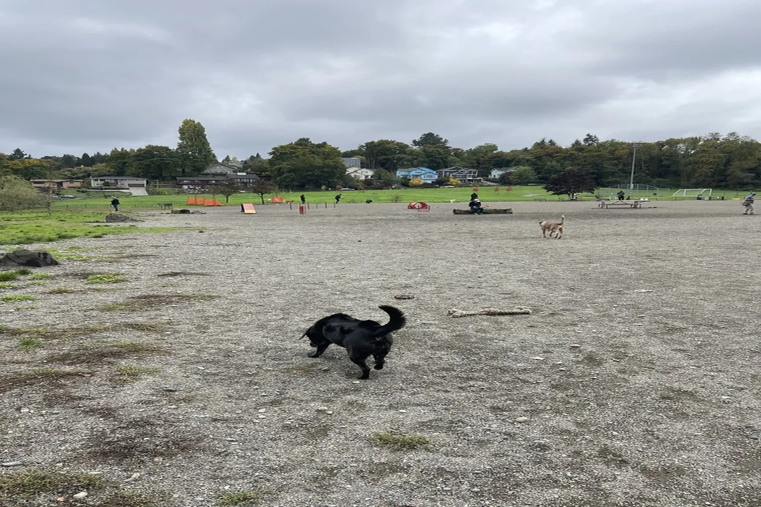 Genesee Park Dog Park in Seattle, Washington