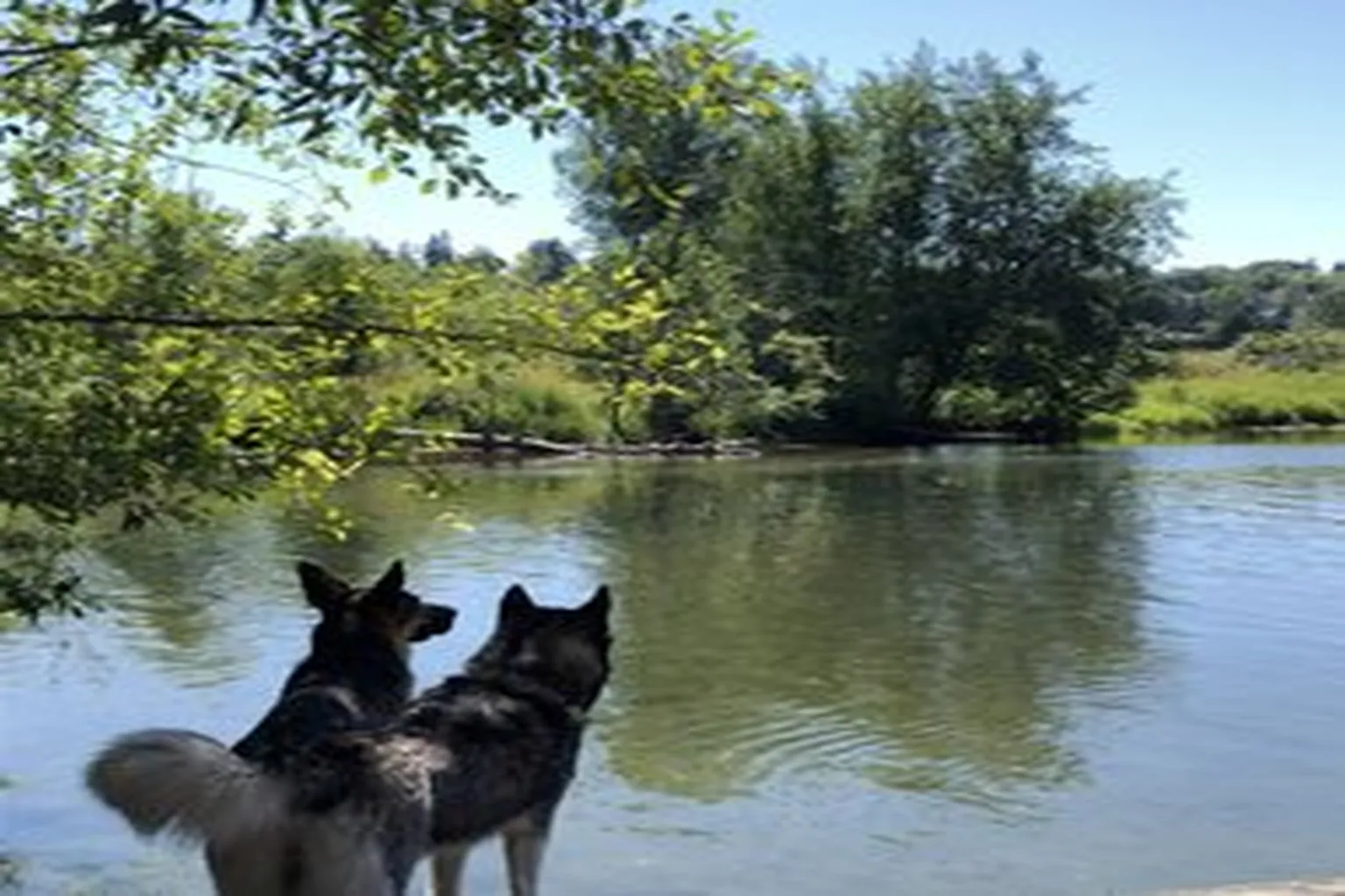 Marymoor Park Off-Leash Area in Redmond, Washington