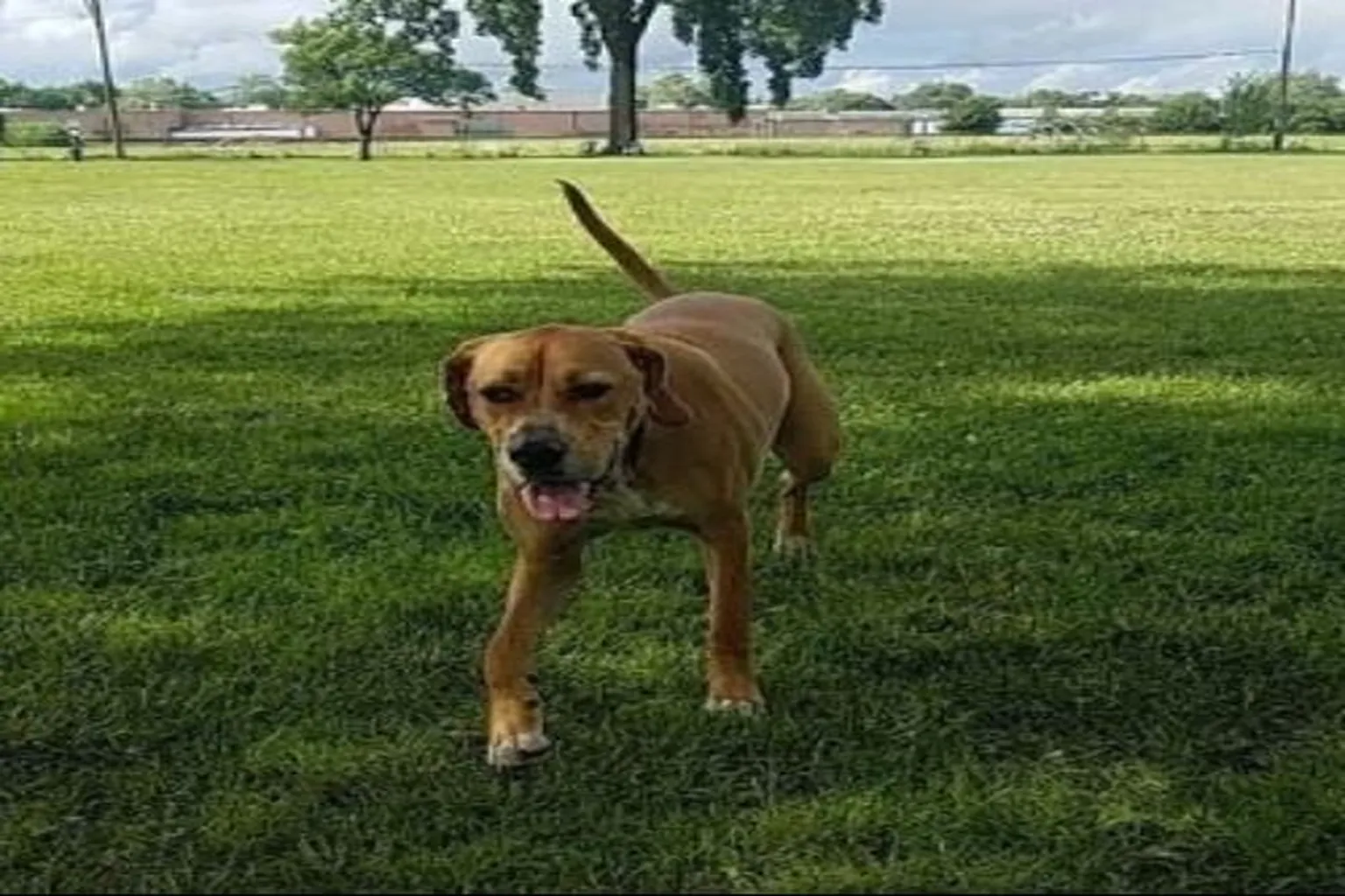 Mark Twain Dog Park in Royal Oak, Michigan