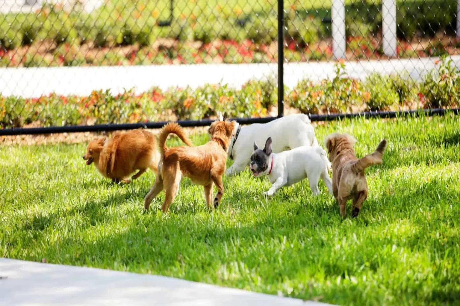 Pets And People Dog Park in Oklahoma City, Oklahoma - Main Image