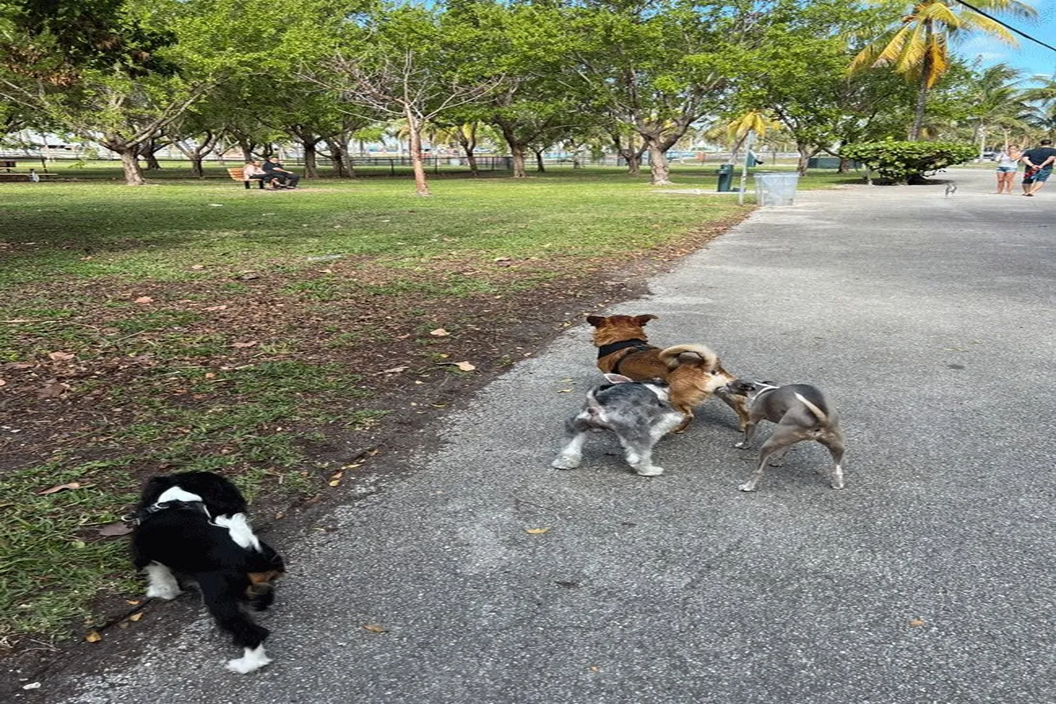 Haulover Dog Park in Miami, Florida