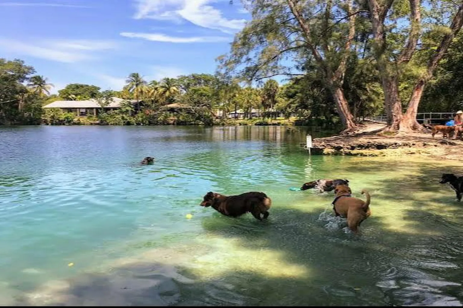 Bark Park (At Snyder Park) And Swim in Fort Lauderdale, Florida - Main Image
