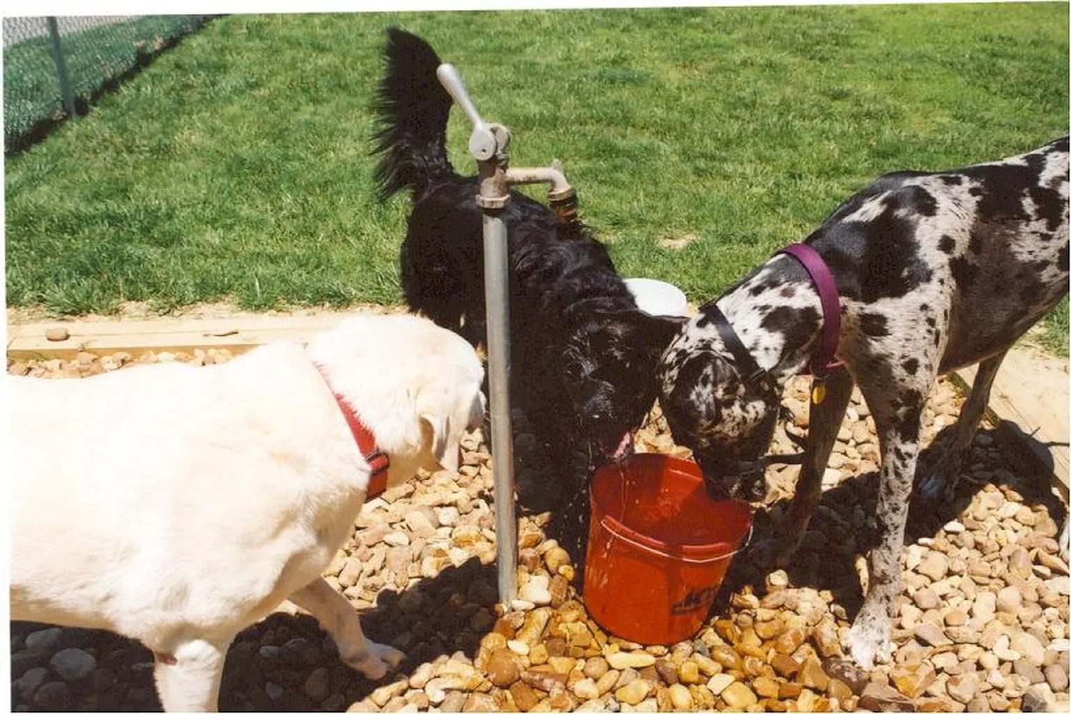 Turkey Hill Dog Park in La Plata, Maryland - Main Image