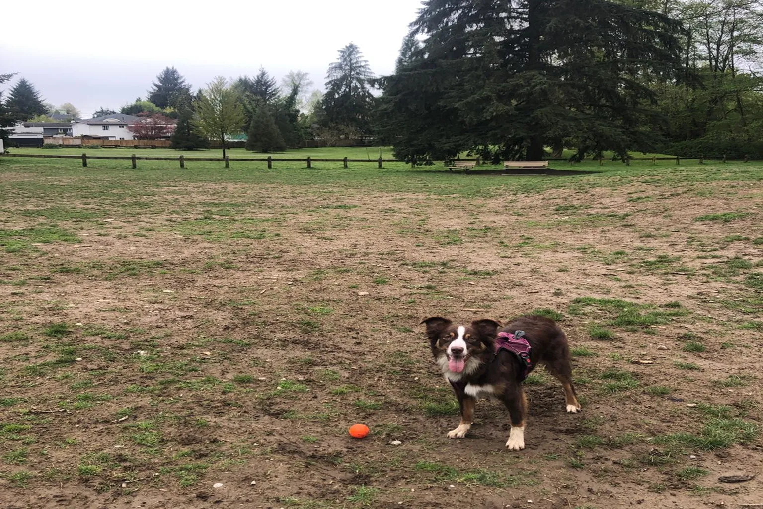 Miller Park Off Leash Dog Area in Upper Arlington, Ohio, dog-park