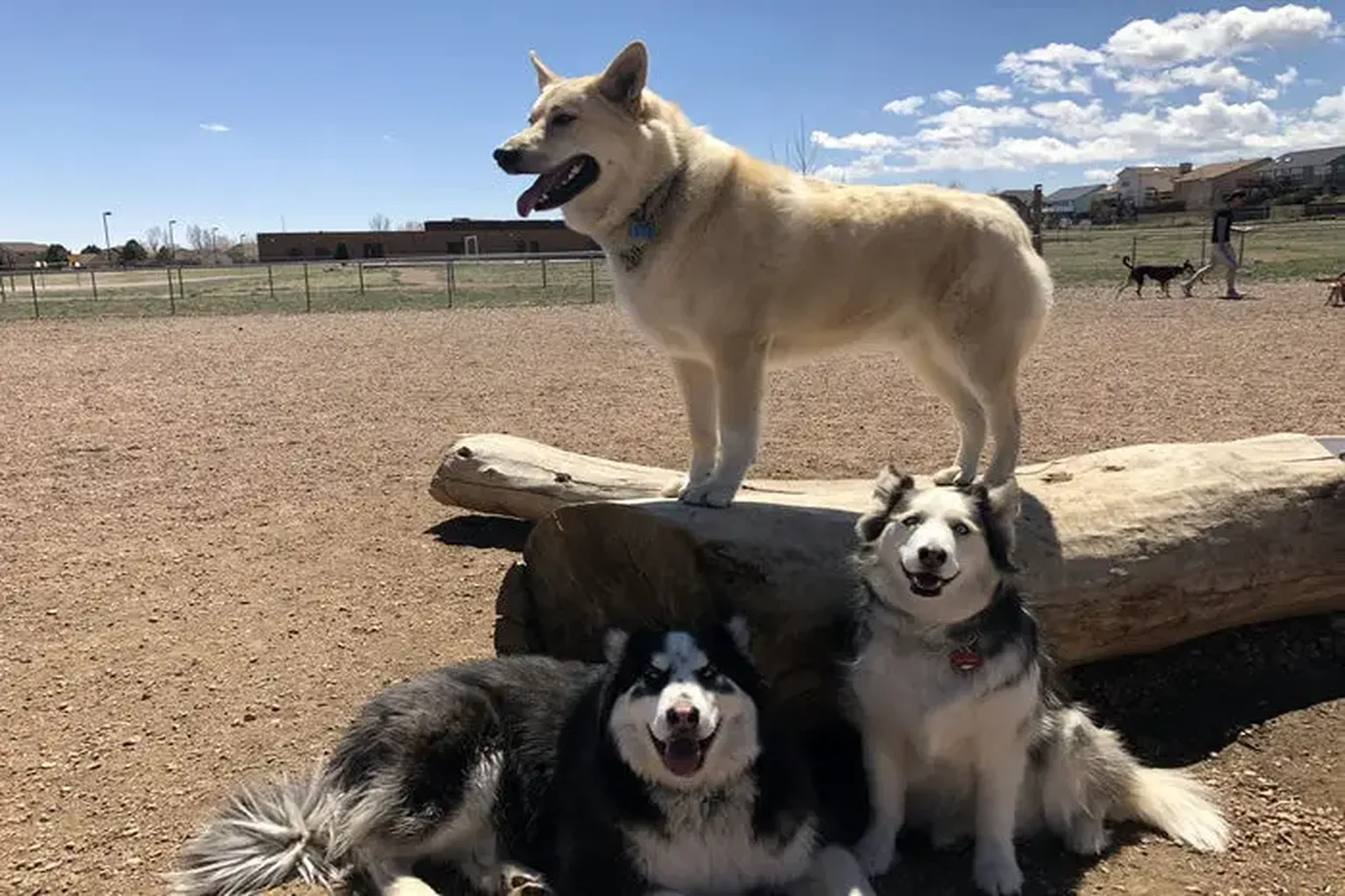 Cheyenne Meadows Dog Park in Colorado Springs, Colorado