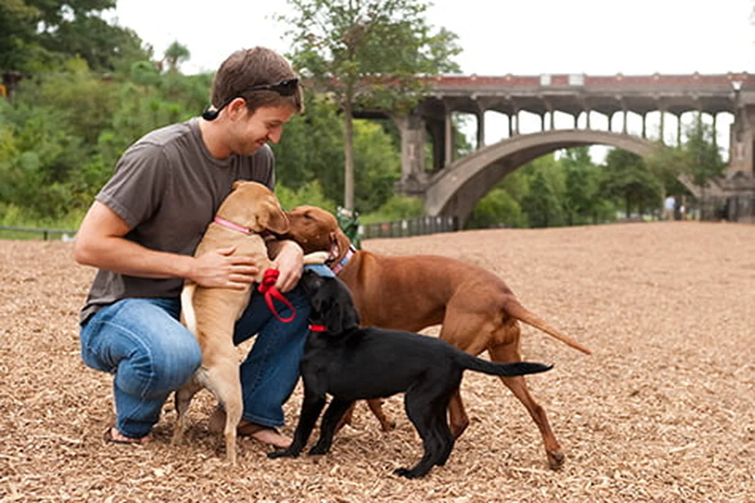 Piedmont Dog Park in Atlanta, Georgia - Main Image