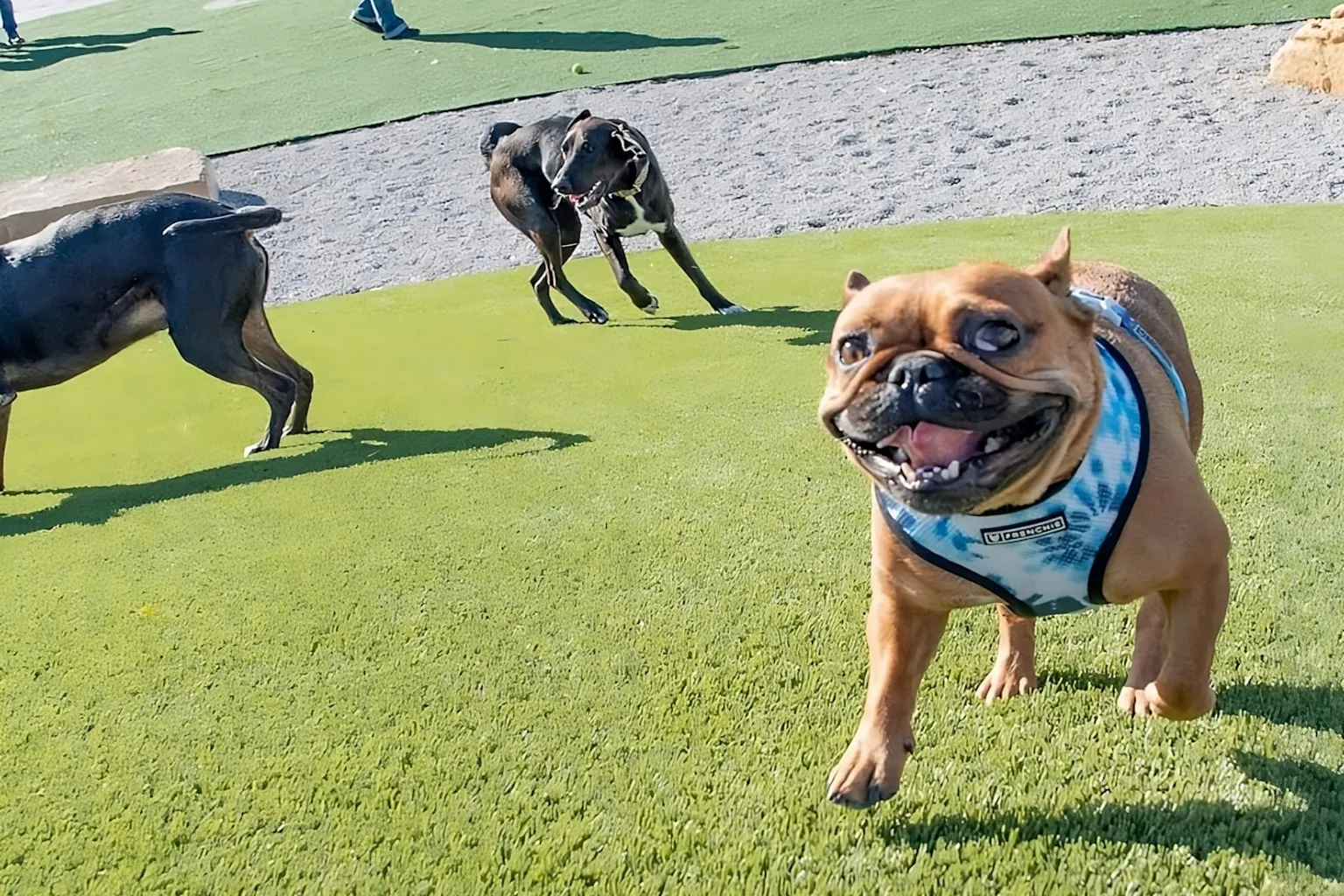 Taylor Dog Park in St Louis, Missouri - Main Image