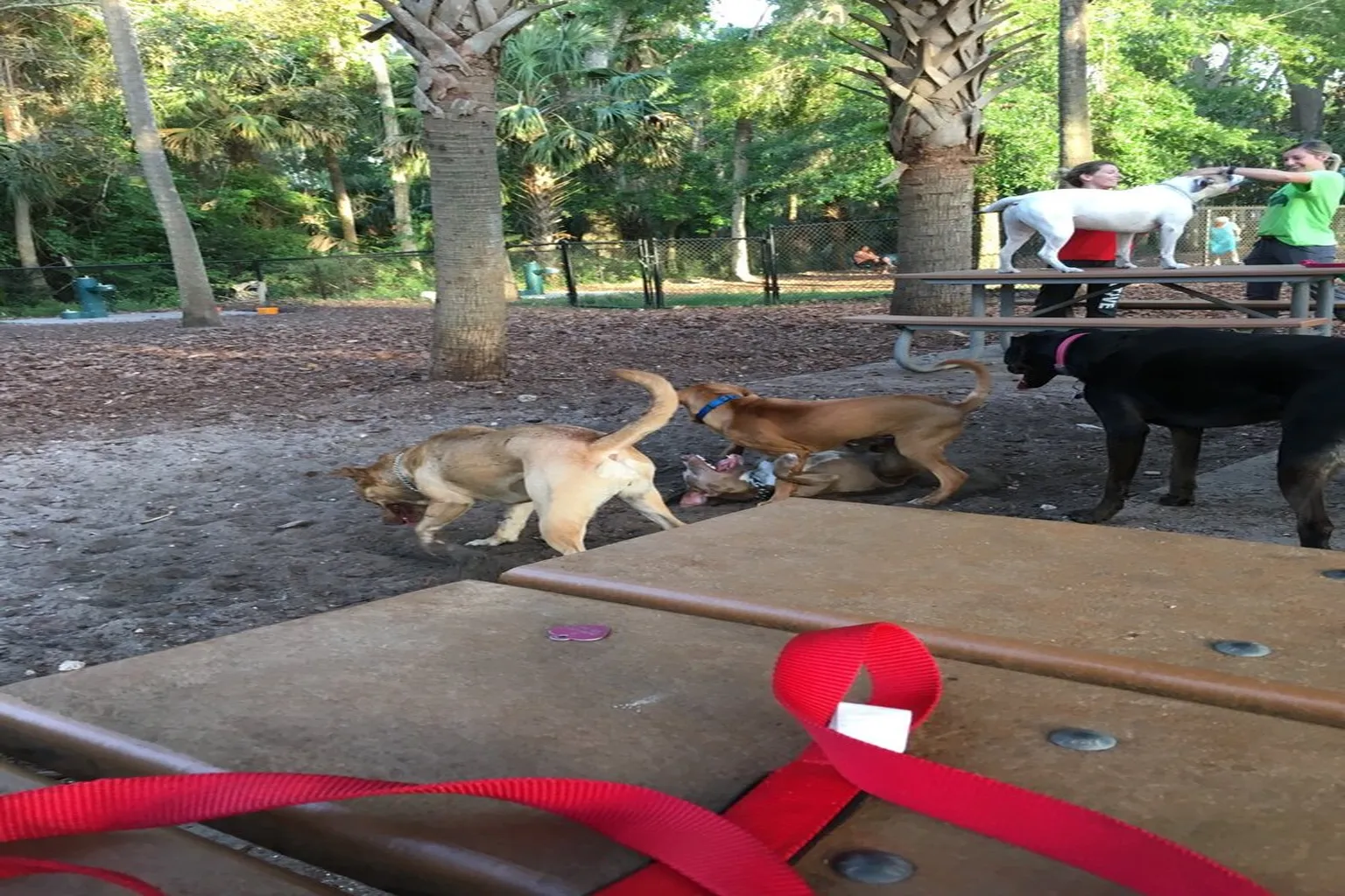 Spruce Creek Recreational Facility Dog Park in Port Orange, Florida - Main Image