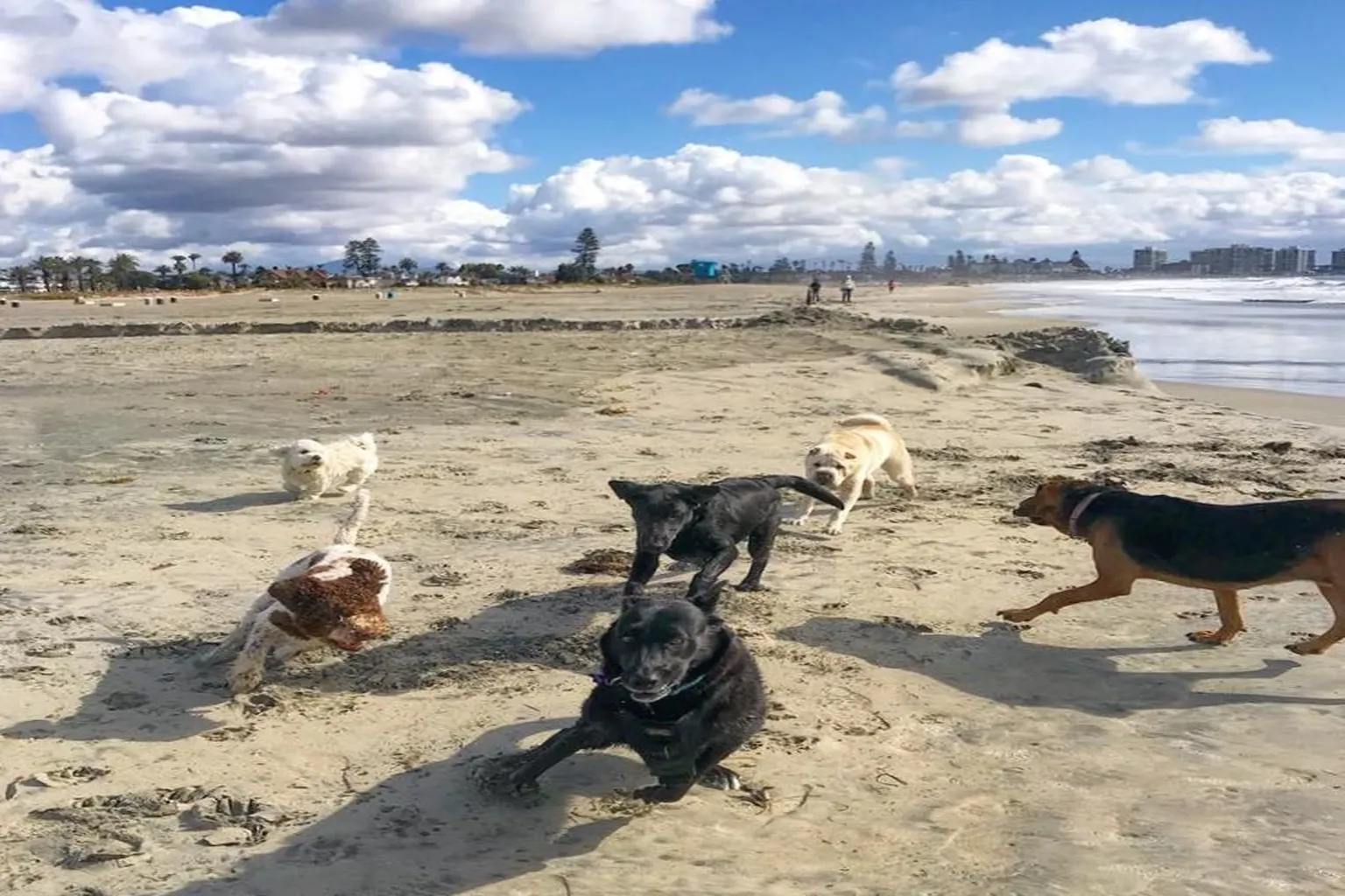 North Beach Off Leash Dog Area - Coronado in Coronado, California