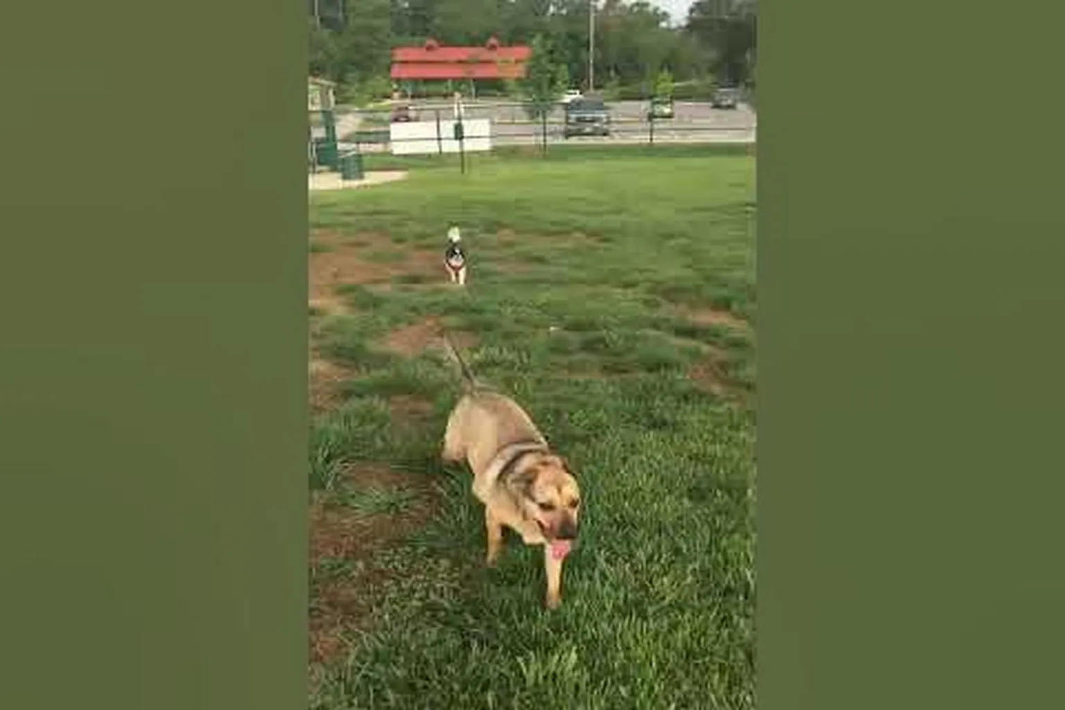 Veterans Dog Park in Chula Vista, California
