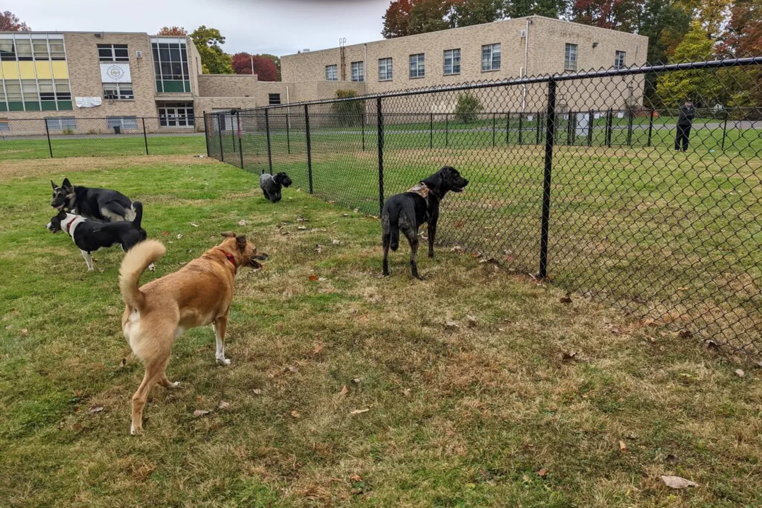 West Hartford Dog Park - Coming Soon in West Hartford, Connecticut