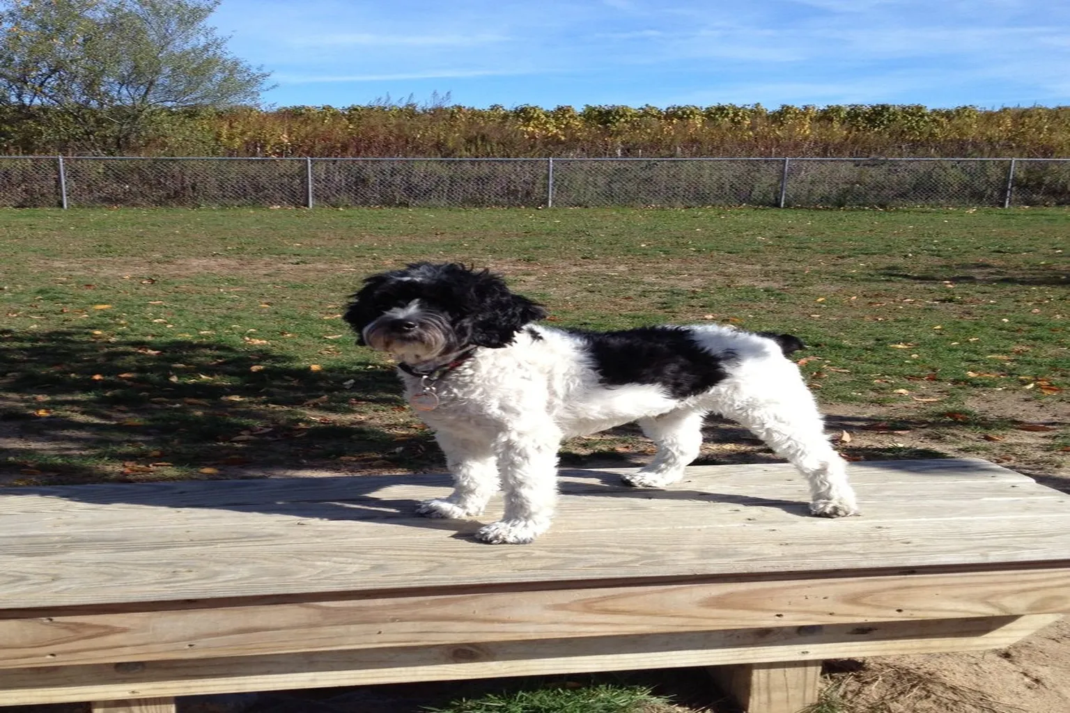 Southold Dog Park in Peconic, New York