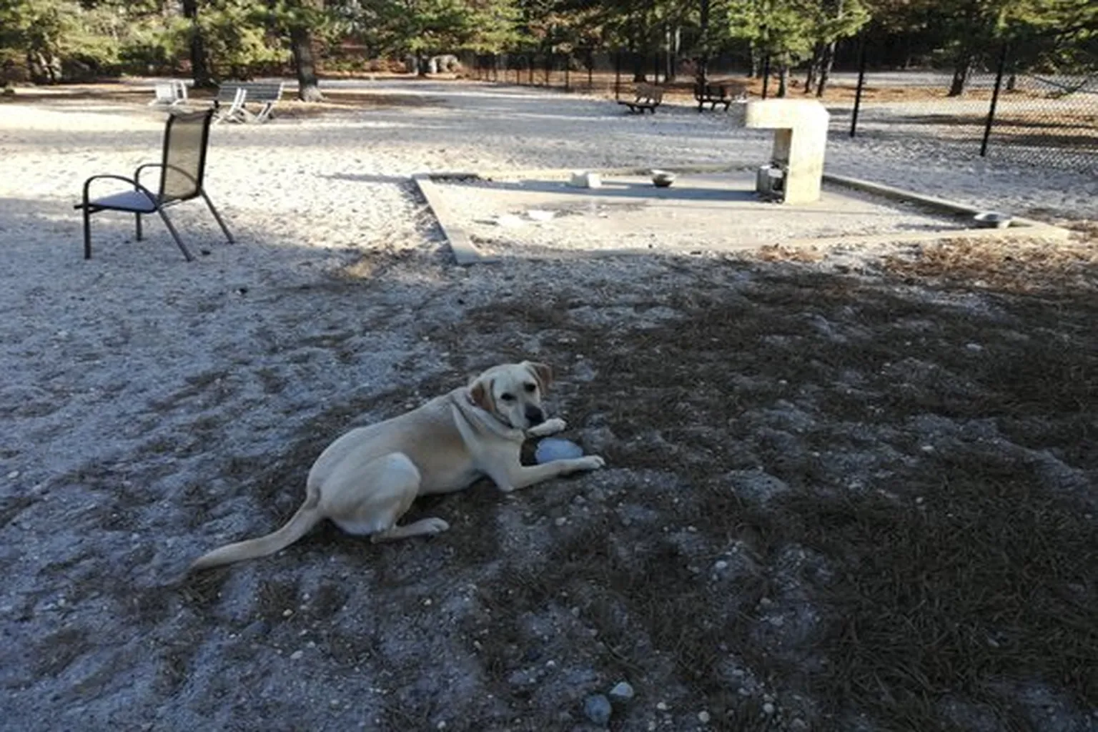 Middle Island Dog Park in Middle Island, New York - Main Image